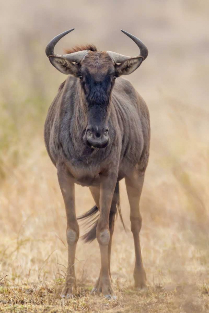 Africa, South Africa Frontal view of gnu
